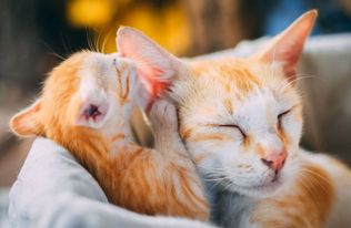 tarjoukset elainlaakarin avustaja tyopaikat helsinki Kissaklinikka Felina Helsinki