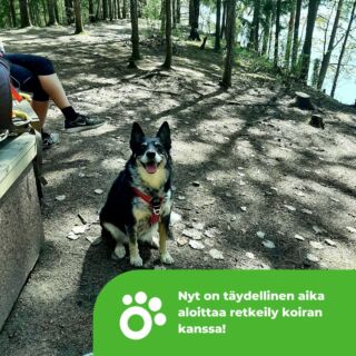 koiran koulutustunnit helsinki Koirakoulu Ilo