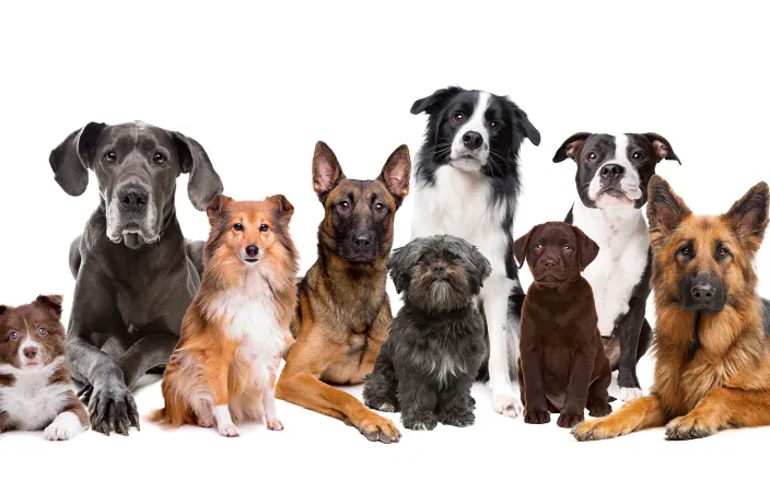 klinikat koirat helsinki Yliopistollinen eläinsairaala