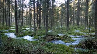 Keväinen suo. Kuva: Jukka-Pekka Ronkainen.