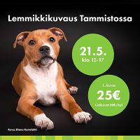 kissakaupat helsinki PetenKoiratarvike.com - Lemmikkikauppa Vantaalla