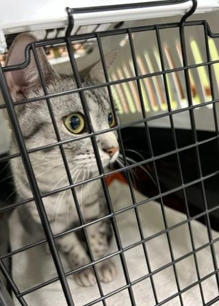 tarjoukset elainlaakarin avustaja tyopaikat helsinki Kissaklinikka Felina Helsinki